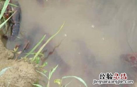 小龙虾养殖难吗 养殖小龙虾难在哪里