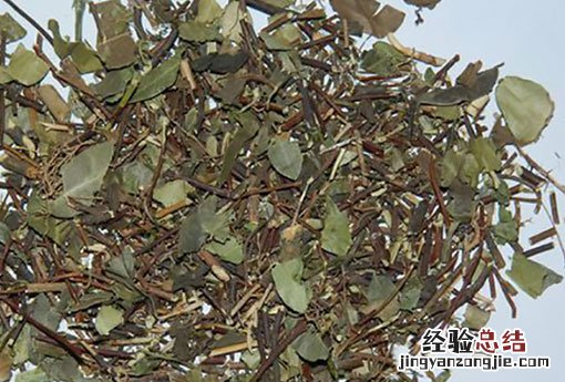 络石藤的功效与图片 络石藤