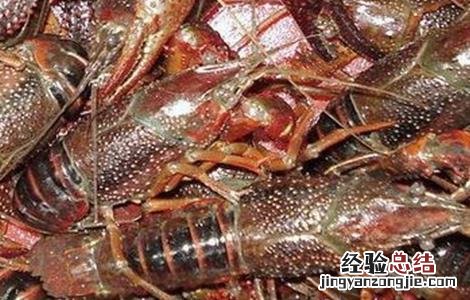 小龙虾养殖技术要点 秋季养殖小龙虾的管理要点