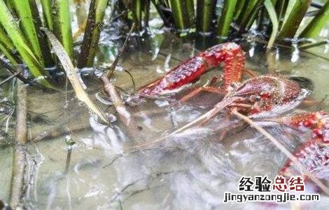 小龙虾养殖技术要点 秋季养殖小龙虾的管理要点
