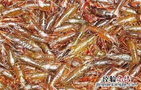小龙虾养殖技术要点 秋季养殖小龙虾的管理要点