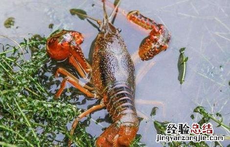小龙虾养殖技术要点 秋季养殖小龙虾的管理要点