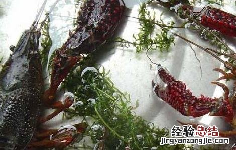 小龙虾养殖技术要点 秋季养殖小龙虾的管理要点