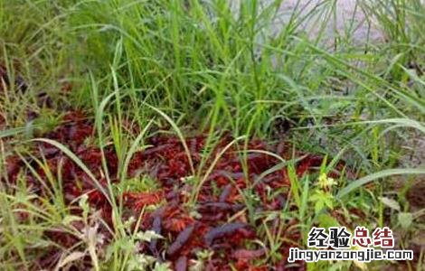 小龙虾养殖技术要点 秋季养殖小龙虾的管理要点