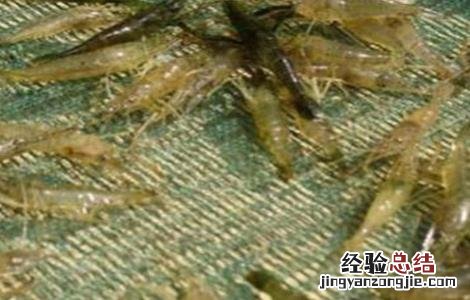 青虾的养殖技术 青虾养殖技术视频完整版