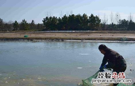 青虾的养殖技术 青虾养殖技术视频完整版