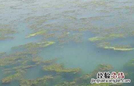 青虾的养殖技术 青虾养殖技术视频完整版