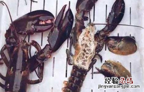 小龙虾的常见病害及防治措施 小龙虾的常见病害及防治