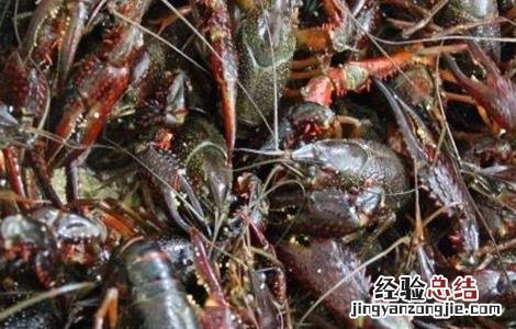 小龙虾的常见病害及防治措施 小龙虾的常见病害及防治