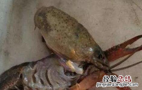 小龙虾的常见病害及防治措施 小龙虾的常见病害及防治