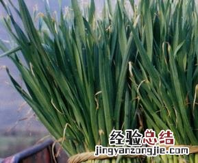 蒜苗的营养价值与功效 蒜苗的营养价值与功效用图片怎么表示出来