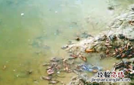 小龙虾缺氧的原因及解决方法 小龙虾缺氧的原因及解决方法是什么