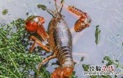 小龙虾缺氧的原因及解决方法 小龙虾缺氧的原因及解决方法是什么