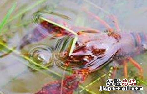 小龙虾缺氧的原因及解决方法 小龙虾缺氧的原因及解决方法是什么