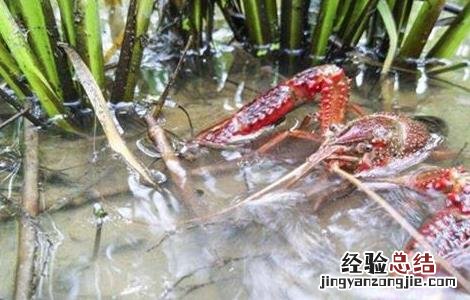 小龙虾缺氧的原因及解决方法 小龙虾缺氧的原因及解决方法是什么