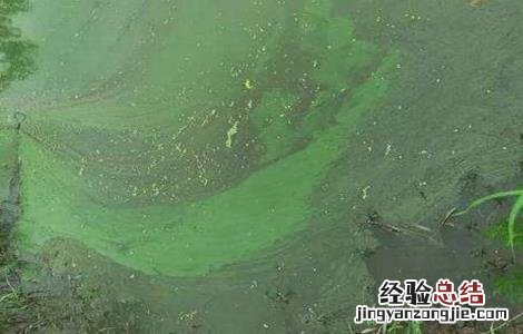 小龙虾缺氧的原因及解决方法 小龙虾缺氧的原因及解决方法是什么