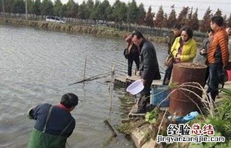 青虾的越冬管理技术 青虾冬天怎么过冬