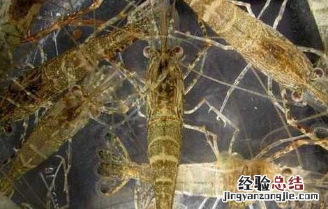 青虾的越冬管理技术 青虾冬天怎么过冬