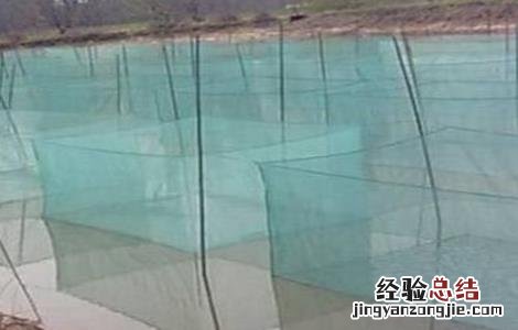 青虾的越冬管理技术 青虾冬天怎么过冬