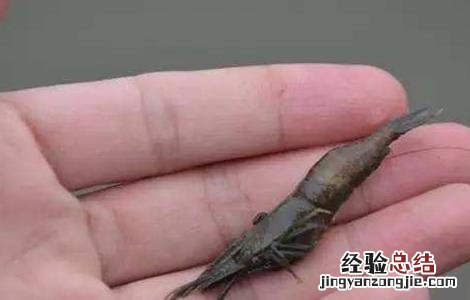 青虾的越冬管理技术 青虾冬天怎么过冬