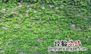 爬山虎怎么种长出来的 爬山虎怎么种