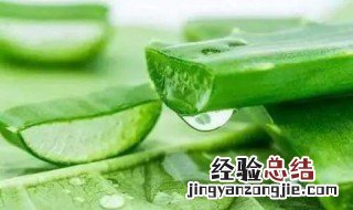 芦荟如何美容 了解一下
