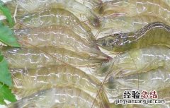 南美白对虾最新养殖技术和病害防治技术 南美白对虾养殖如何预防疾病
