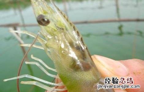 南美白对虾最新养殖技术和病害防治技术 南美白对虾养殖如何预防疾病