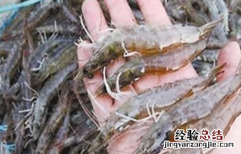 南美白对虾最新养殖技术和病害防治技术 南美白对虾养殖如何预防疾病