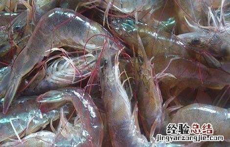 南美白对虾的饲养管理 南美白对虾养殖饲料