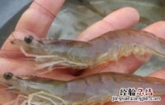 南美白对虾的饲养管理 南美白对虾养殖饲料