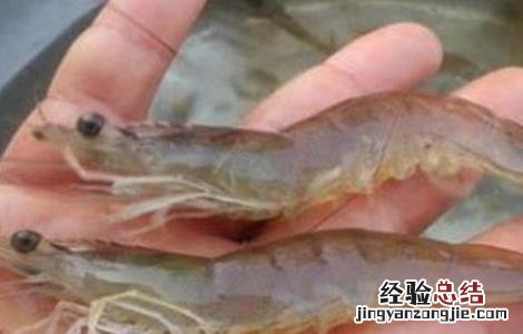 南美白对虾的饲养管理 南美白对虾养殖饲料