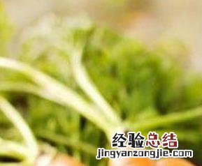 胡萝卜怎么吃营养