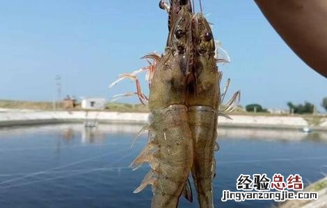 南美白对虾的养殖技术 南美白对虾养殖技术资料