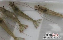 南美白对虾的养殖技术 南美白对虾养殖技术资料