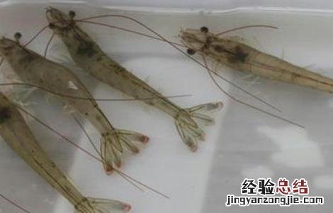 南美白对虾的养殖技术 南美白对虾养殖技术资料