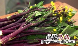 紫菜苔的做法 紫菜苔种植时间和方法