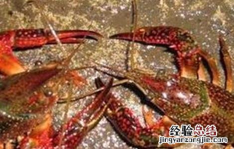 小龙虾养殖模式发展趋势 小龙虾养殖模式