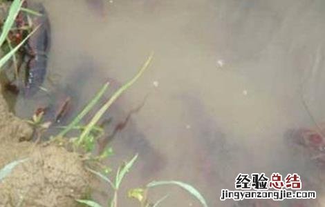 小龙虾养殖模式发展趋势 小龙虾养殖模式
