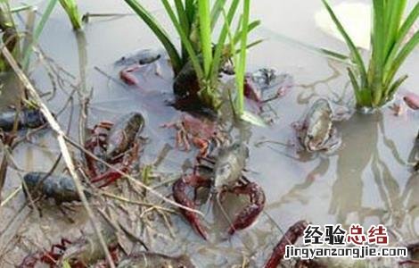 小龙虾养殖模式发展趋势 小龙虾养殖模式