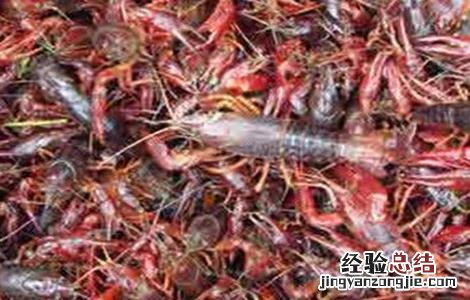 小龙虾养殖模式发展趋势 小龙虾养殖模式