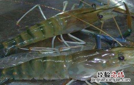 基围虾的养殖注意事项 基围虾的养殖注意事项有哪些
