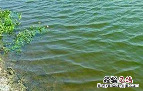 基围虾的养殖注意事项 基围虾的养殖注意事项有哪些