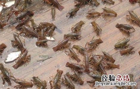 基围虾的养殖注意事项 基围虾的养殖注意事项有哪些