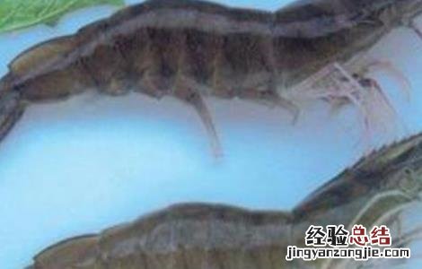 基围虾的养殖注意事项 基围虾的养殖注意事项有哪些