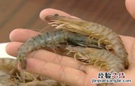 基围虾的养殖注意事项 基围虾的养殖注意事项有哪些