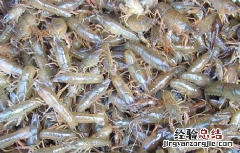 河虾应该怎么养殖 河虾怎么养殖的