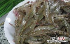 河虾应该怎么养殖 河虾怎么养殖的