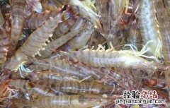 基围虾的养殖方法 基围虾的养殖方法及条件