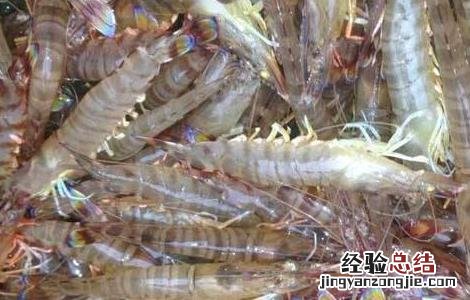 基围虾的养殖方法 基围虾的养殖方法及条件